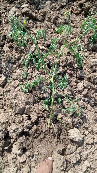 Bacterial Wilt - Tomato