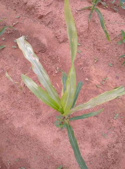 ಸಾರಜನಕ ಕೊರತೆ - ಮೆಕ್ಕೆ ಜೋಳ