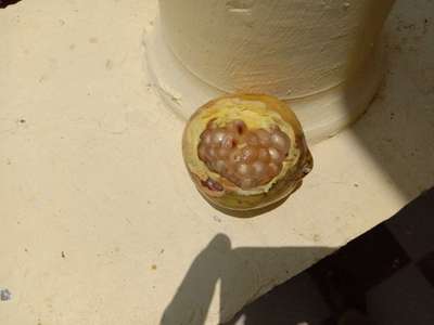 ದಾಳಿಂಬೆಯ ಆಂತ್ರಾಕ್ನೋಸ್ - ದಾಳಿಂಬೆ