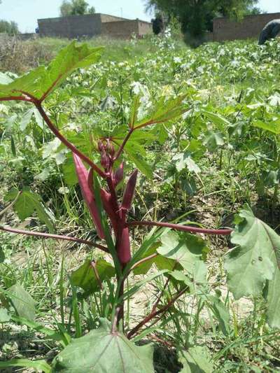 Healthy - Okra