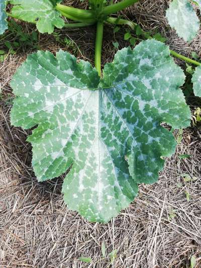 Thrips - Zucchini