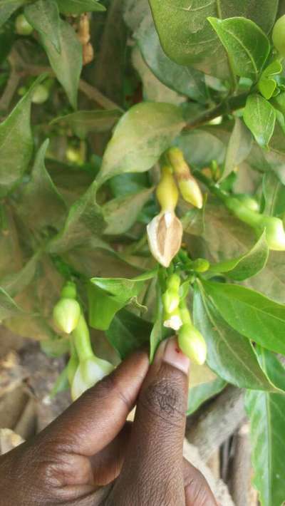 Botrytis Blight - Capsicum & Chilli