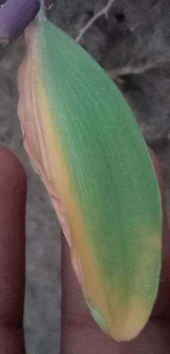 Potassium Deficiency - Maize