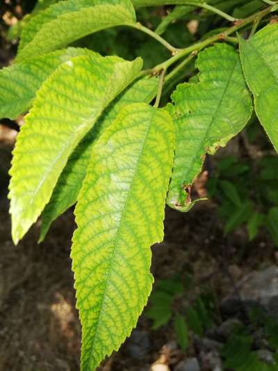 Carence en Fer - Cerises