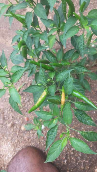 Sunburn - Capsicum & Chilli