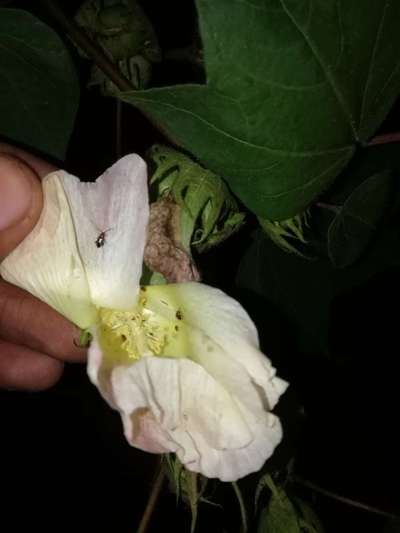 Flea Beetles - Cotton