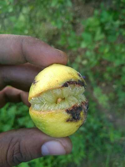 Boron Deficiency - Citrus