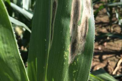 Northern Leaf Blight - Maize