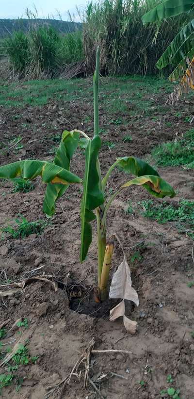 Mal-do-Panamá - Banana