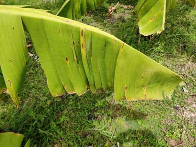 Panama Disease - Banana