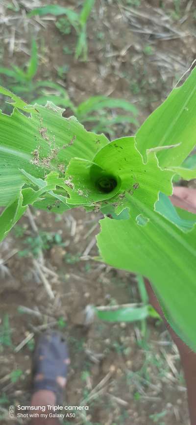 Fall Armyworm - Maize