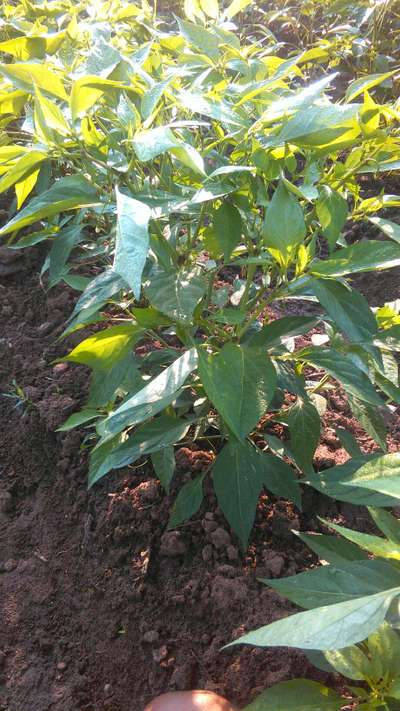 Healthy - Capsicum & Chilli