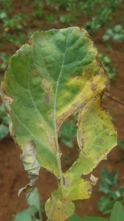 Downy Mildew - Cabbage