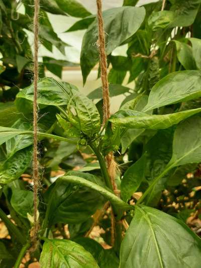 Chilli Thrips - Capsicum & Chilli