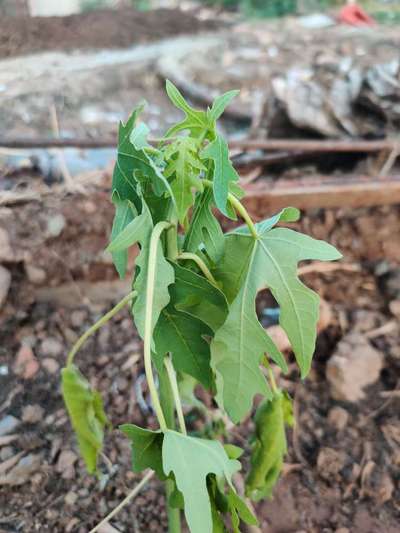 Root and Foot Rot - Papaya