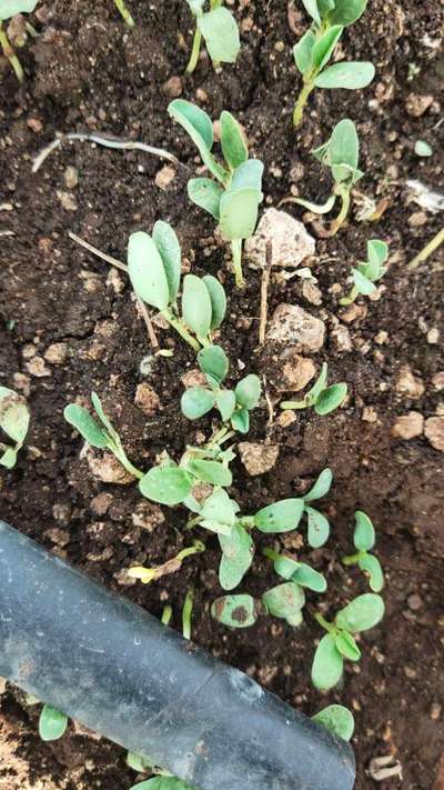 Damping-Off of Seedlings - Peanut