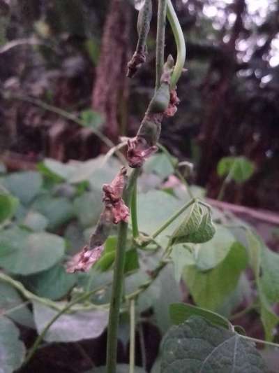 শিমের ডগার মাজরা  পোকা - শিম