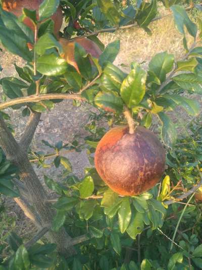 Anthracnose of Pomegranate - Pomegranate