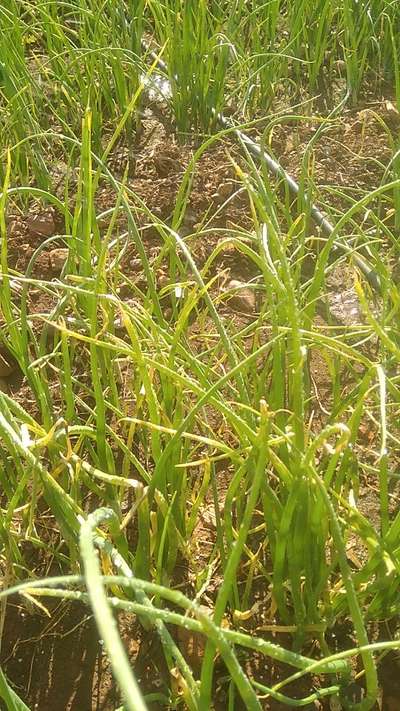 ಬಿಳಿ ಕೊಳೆ ರೋಗ - ಈರುಳ್ಳಿ