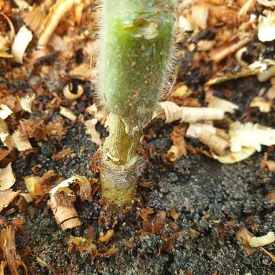 Black Cutworm - Tomato