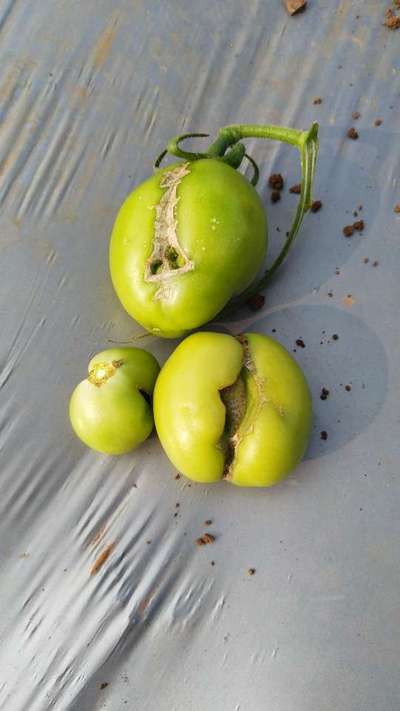 Calcium Deficiency - Tomato