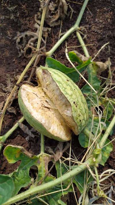 ಹಣ್ಣಿನಲ್ಲಿ ಬಿರುಕು - ಕಲ್ಲಂಗಡಿ