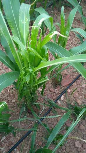 Calcium Deficiency - Maize