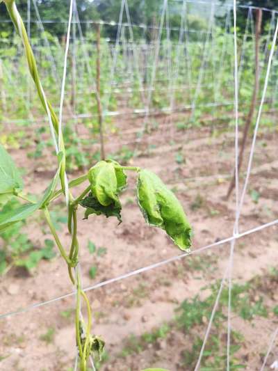 Fusarium Wilt - Bean