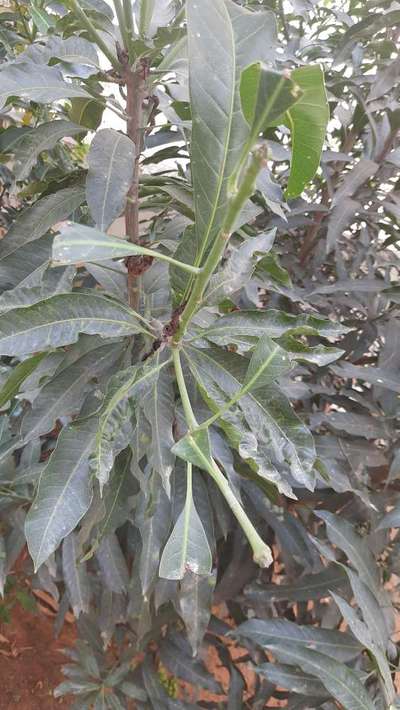 Powdery Mildew of Mango - Mango