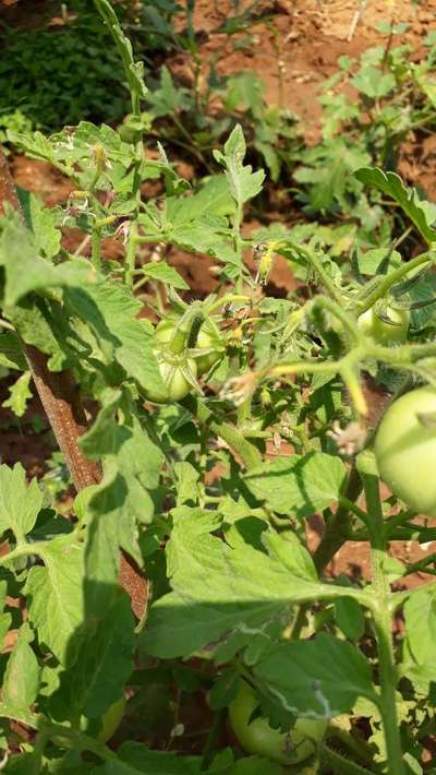 ಎಲೆಕೊರಕ ನುಸಿ - ಟೊಮೆಟೊ