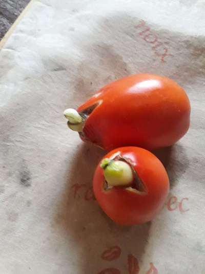 Growth Cracks in Tomato - Tomato