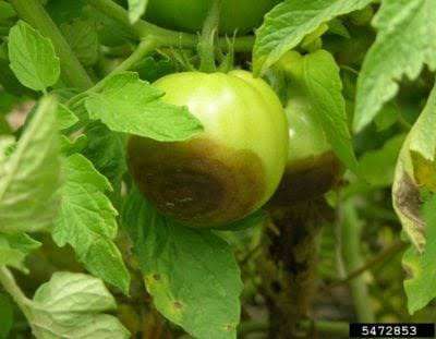 Blossom End Rot - Tomato