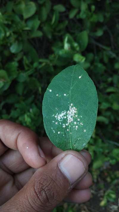 Oleander Scale - Citrus