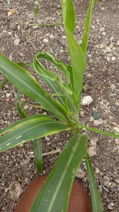 ಕ್ಯಾಲ್ಸಿಯಂ ಕೊರತೆ - ಹುಲ್ಲುಜೋಳ