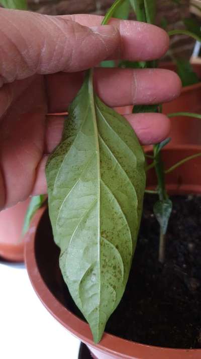 Wet Rot - Capsicum & Chilli