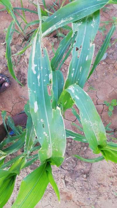 Flea Beetles - Maize