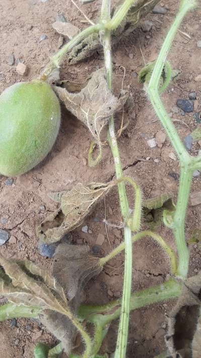 Gummy Stem Blight of Cucurbits - Melon