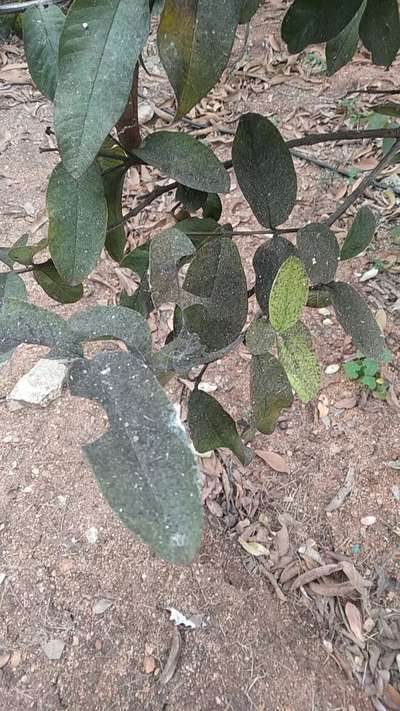 Leafcutter Bees - Citrus