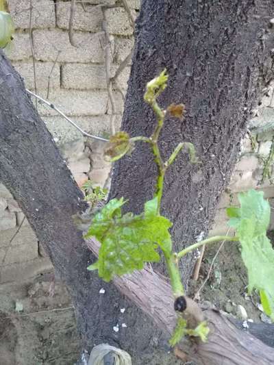 Aphids - Grape