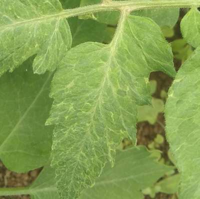 Virus del mosaico del tomate - Tomate