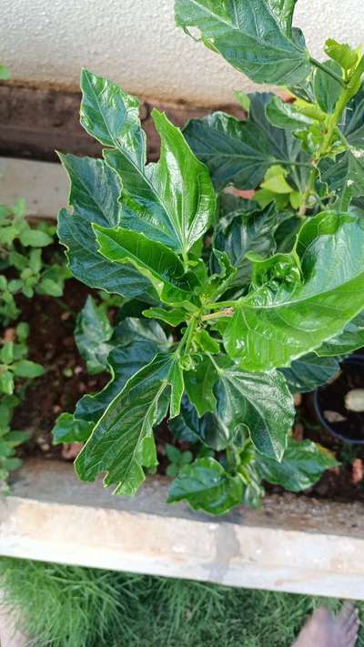 Mealybug - Capsicum & Chilli