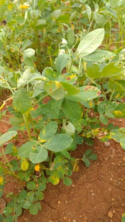 Alternaria Leaf Spot Peanut - Peanut