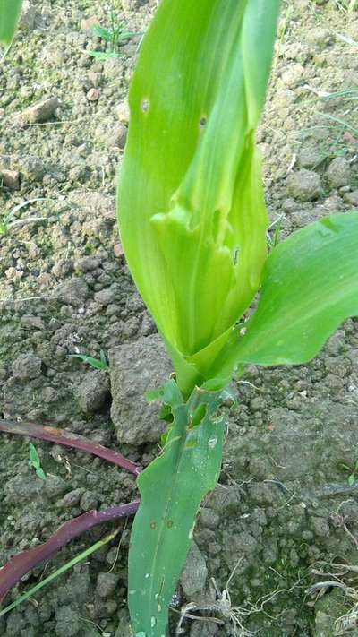 লেদা পোকা - ভুট্টা