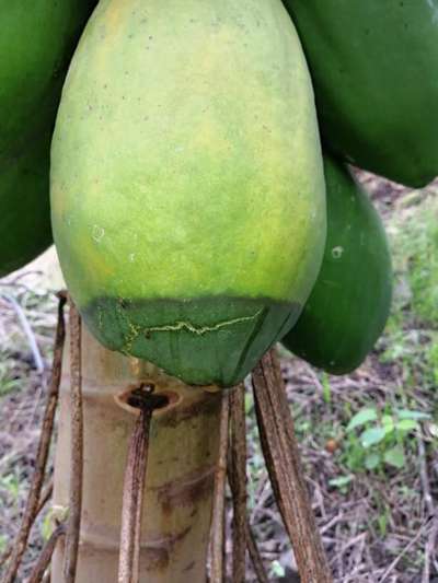 Podredumbre apical - Papaya