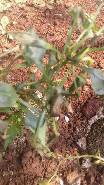 Powdery Mildew of Pepper - Capsicum & Chilli