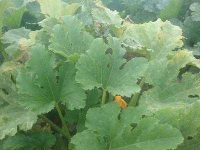 Downy Mildew of Cucurbits - الكوسة