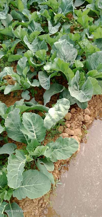 Leafhoppers and Jassids - Cabbage