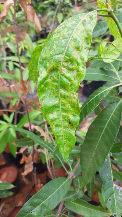 Angular Leaf Spot - Mango