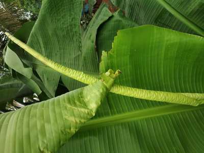 ಕ್ಯಾಲ್ಸಿಯಂ ಕೊರತೆ - ಬಾಳೆಹಣ್ಣು