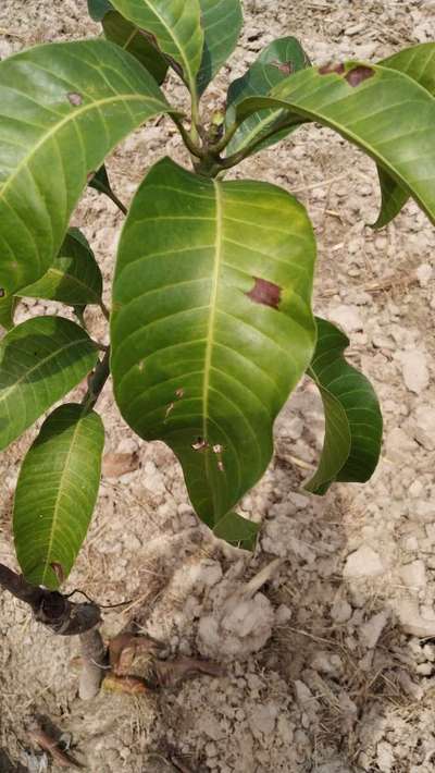 Anthracnose of Papaya and Mango - Mango